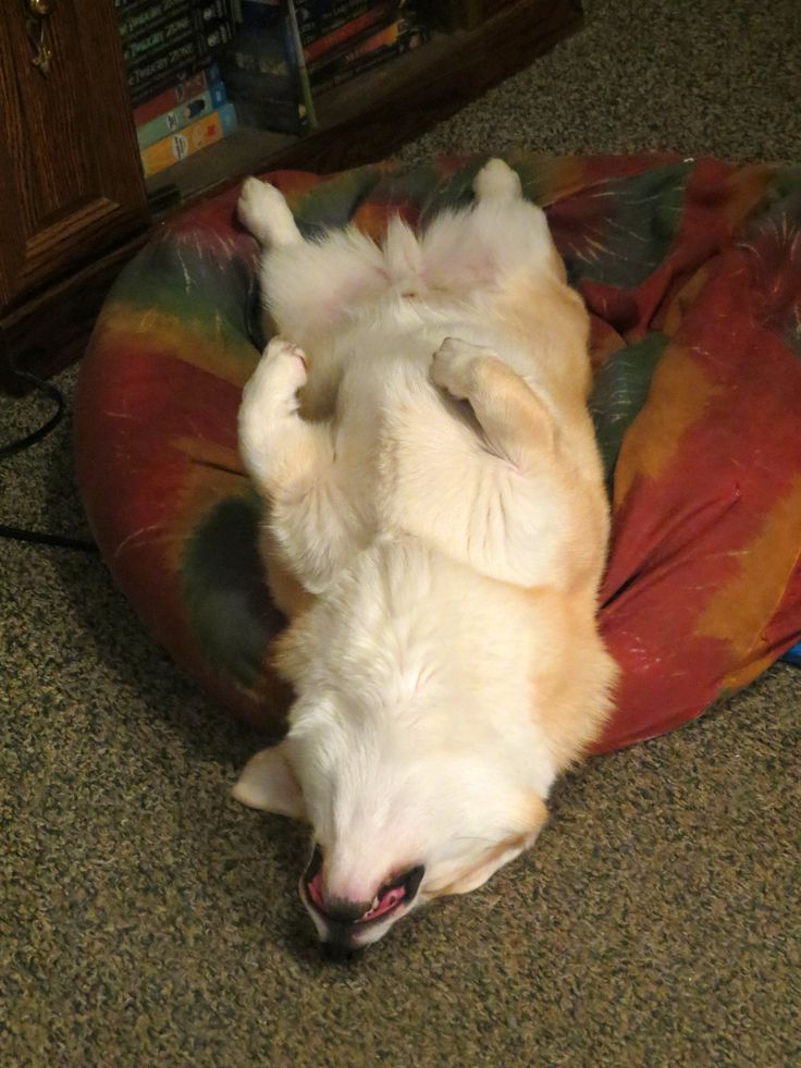 Darko resting like a king